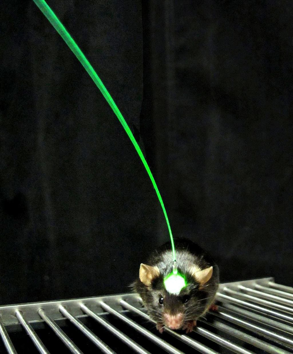 How Flashing Lights Work To Naturally Repel Mice