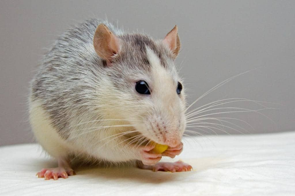 Using Peppermint Altoids To Keep Mice Out (And Why It Works)