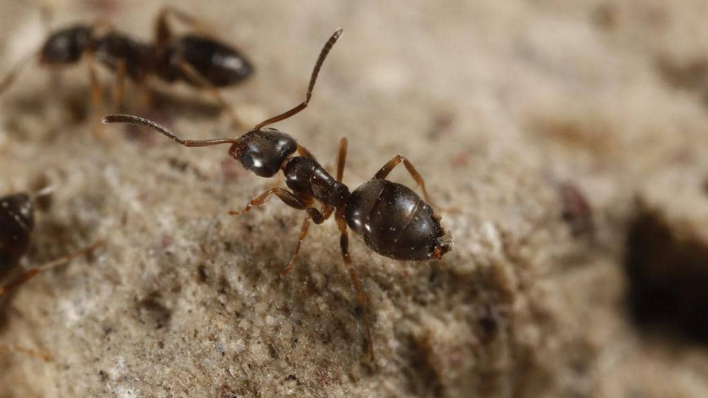 7 Ways Ants Can Ruin Your Lawn (And How To Stop Them)