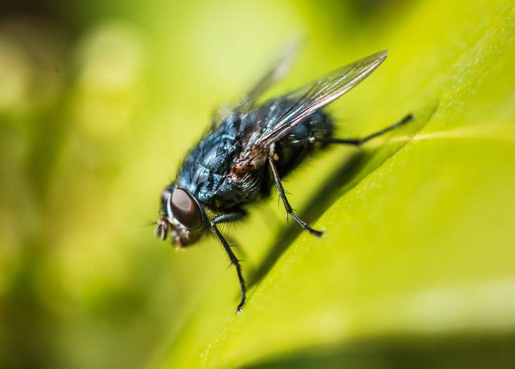 Repelling Flies With Peppermint: How To Do It