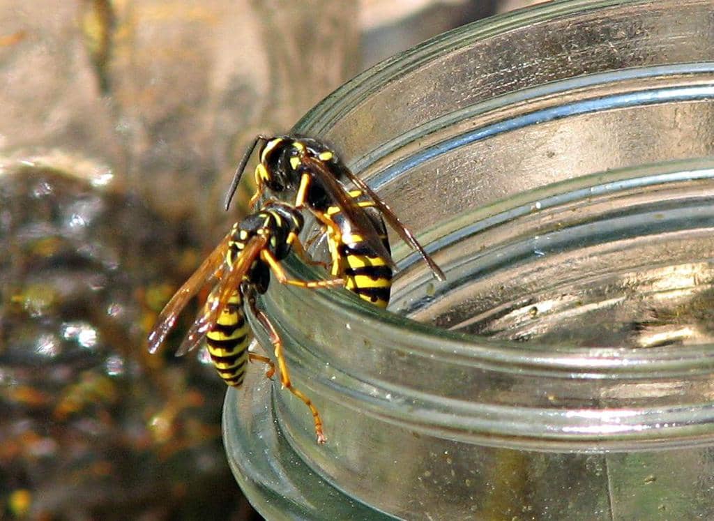  Do Wasps Make Honey? 5 Interesting Ways Wasps Eat