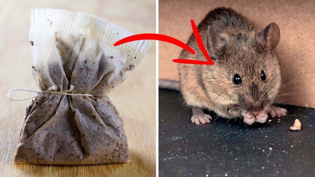 How To Use Peppermint Tea Bags To Keep Mice Away