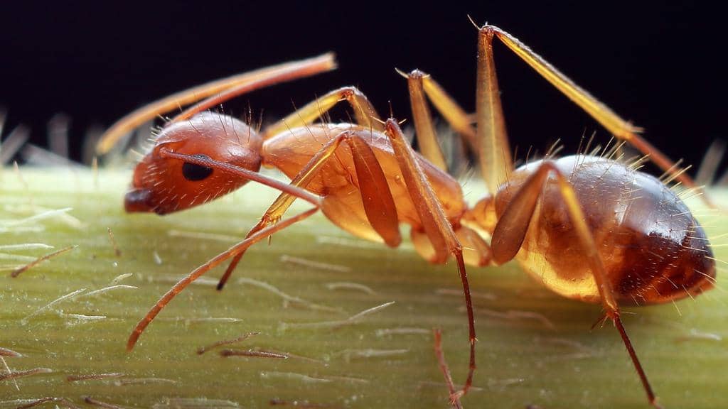 7 Insects That Eat Ants: In-Depth Look