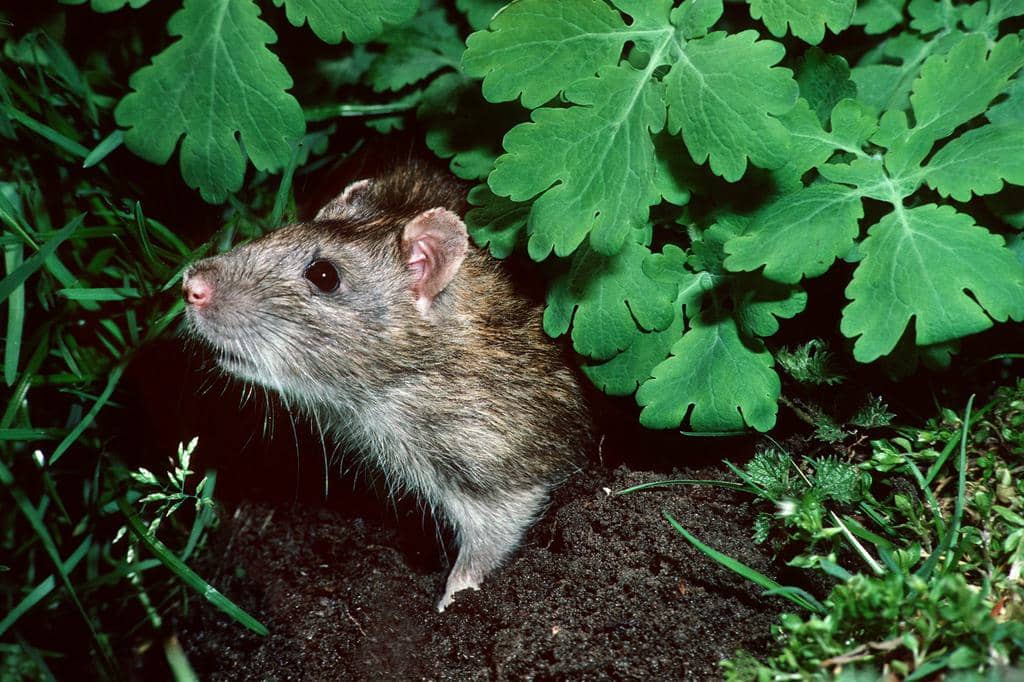 6 Types Of Plants Mice Eat And How To Stop Them
