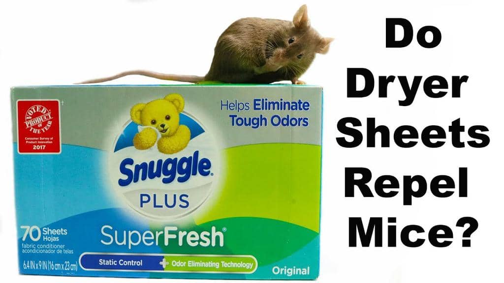 How To Use Dryer Sheets In Your Shed To Get Rid Of Mice