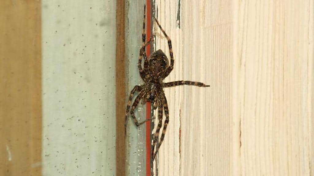 7 Reasons Why Spiders Are Inside Your Walls