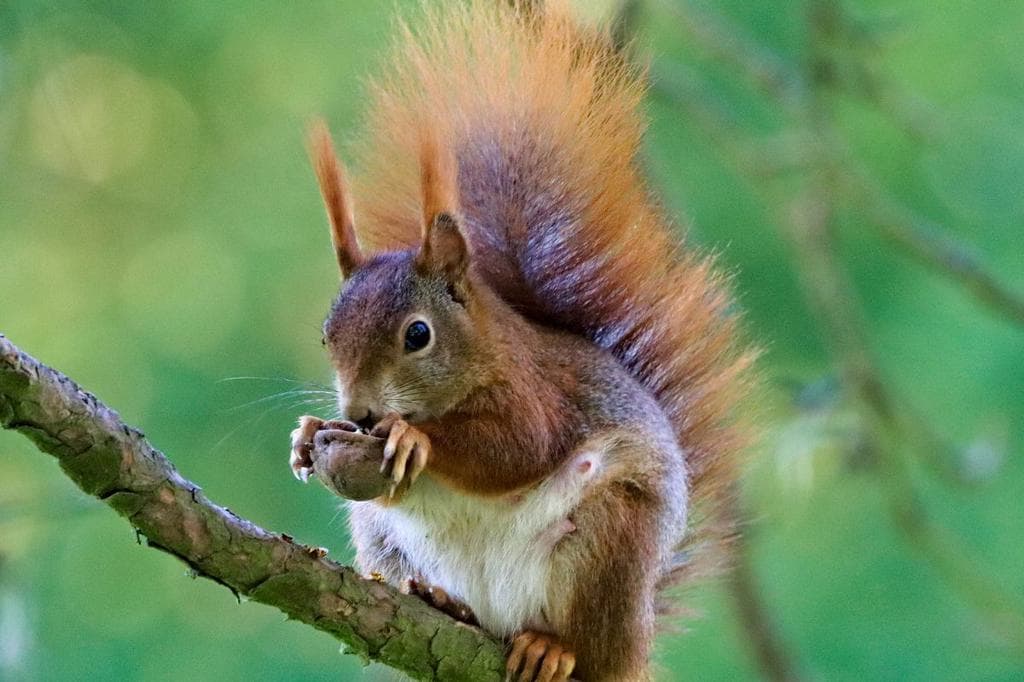 10 Scents That Squirrels Hate (And How To Use Them)