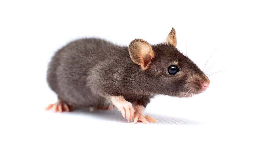 Dryer Sheets: How To Use Them To Naturally Deter Mice