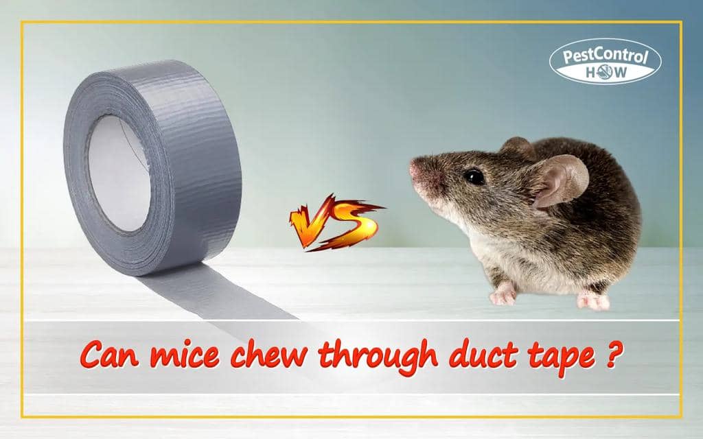 Can Rats Chew Through Duct Tape?