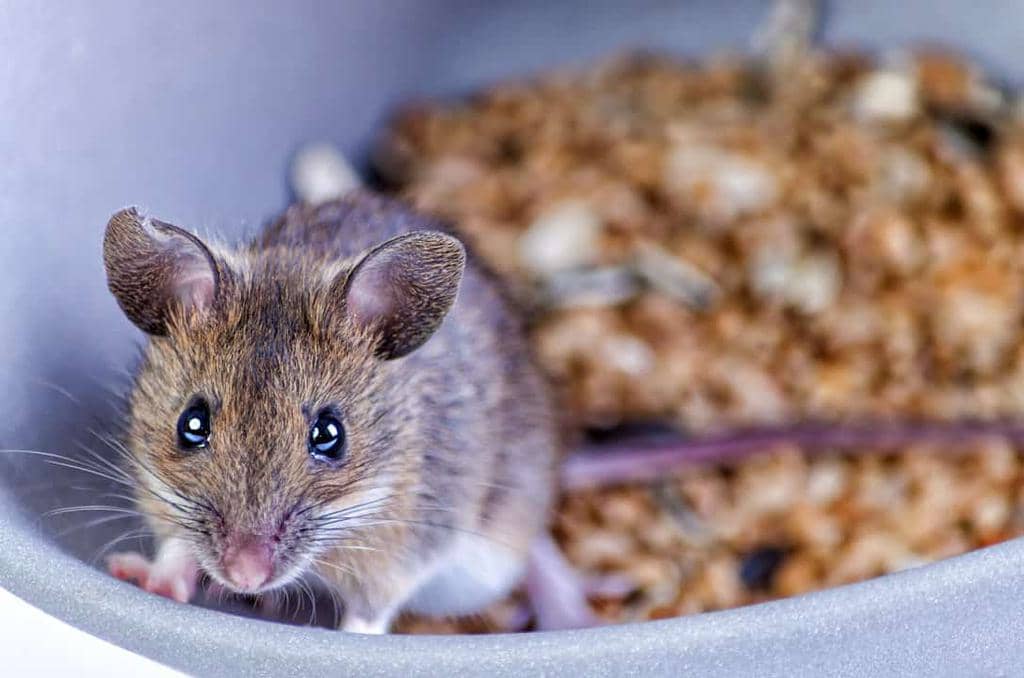 How To Use Wintergreen To Keep Mice Away (And Why It Works)