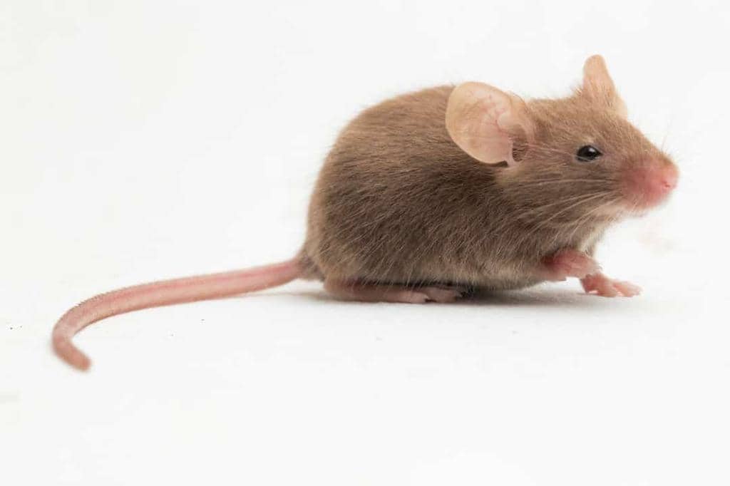 The Best Ways To Naturally Repel Mice