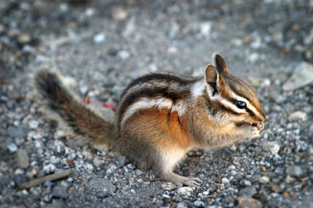 9 Natural Predators That Eat Chipmunks