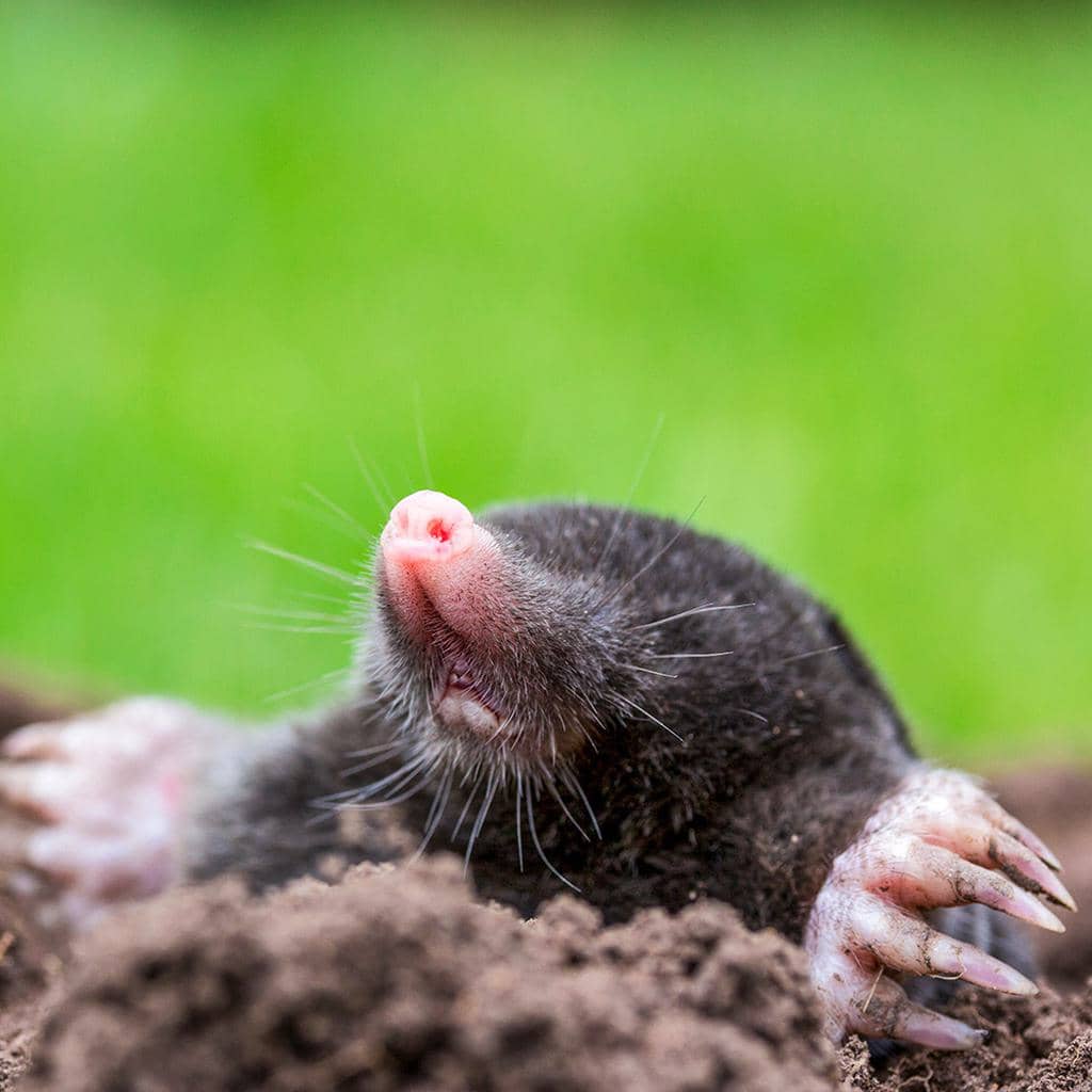Why You Have Moles In Your Yard And How To Get Rid Of Them