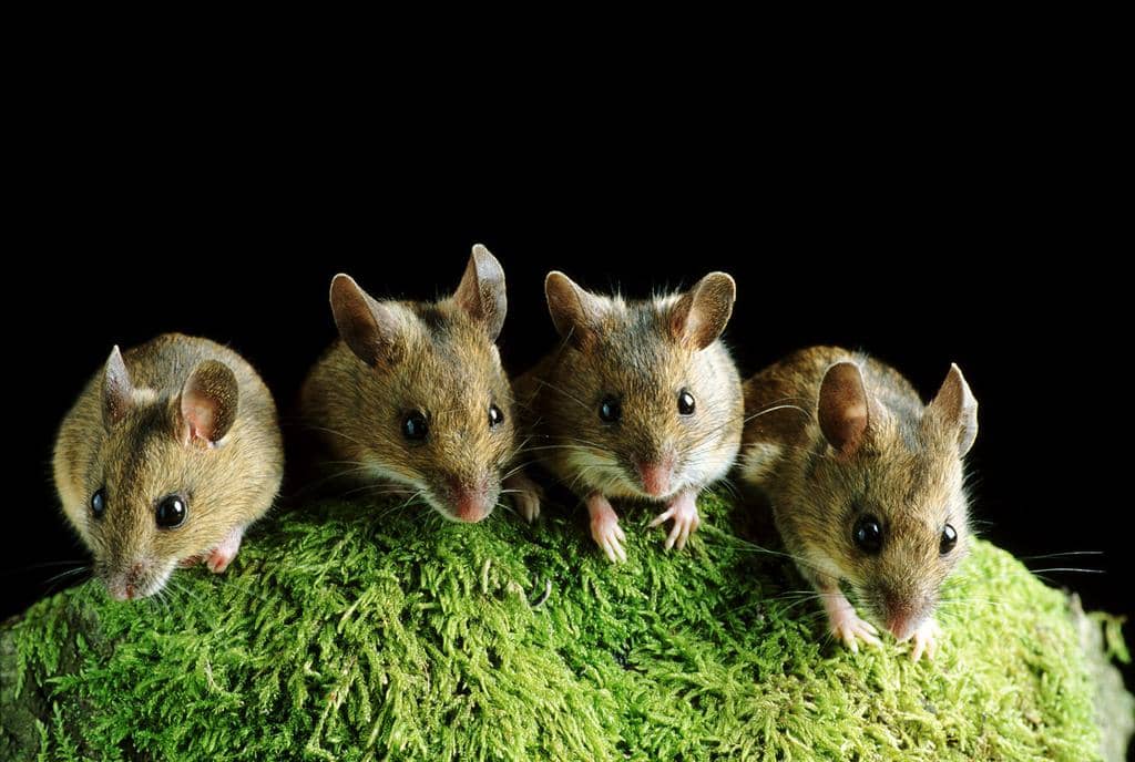 How Tea Tree Oil Naturally Repels Mice (And Why!)