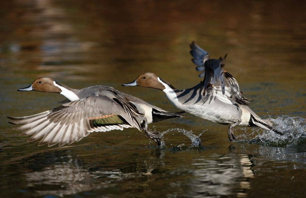 7 Scents That Ducks Hate (And How To Use Them)