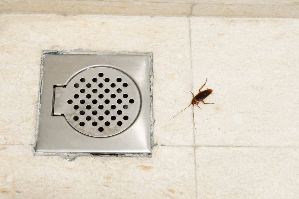 7 Insects And Bugs That Crawl Up Your Drain (Removal Guide)