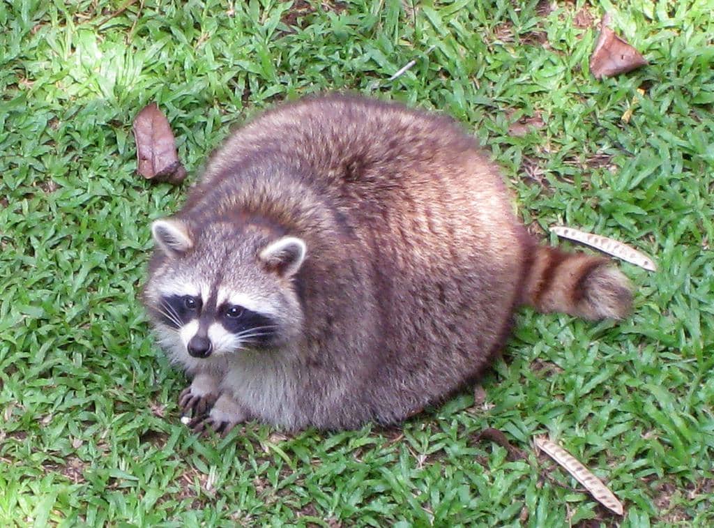 Using Peppermint To Repel Raccoons: How (And Why) It Works