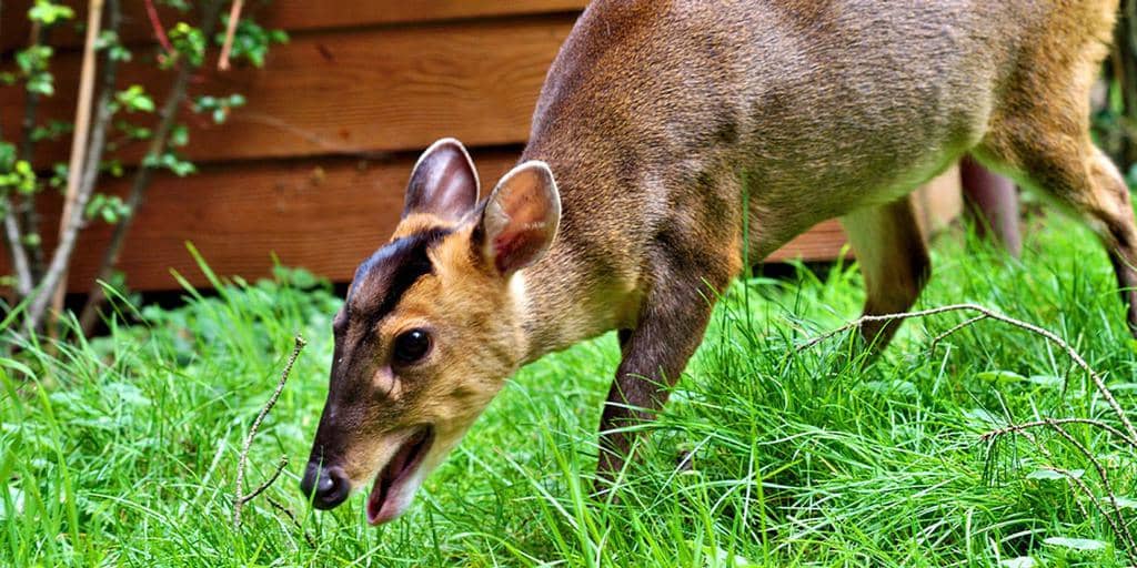  6 Things To Do If You Find Deer In Your Yard Or Garden