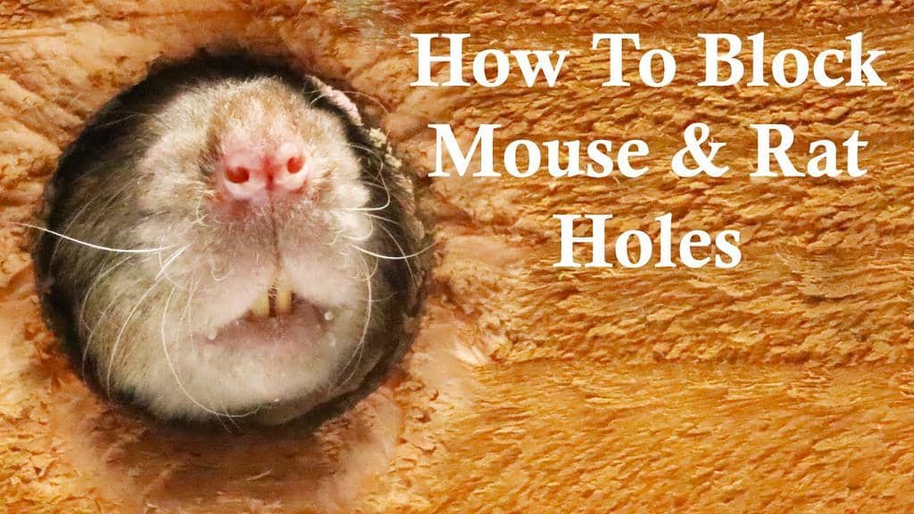 How To Fill Holes To Keep Mice Out