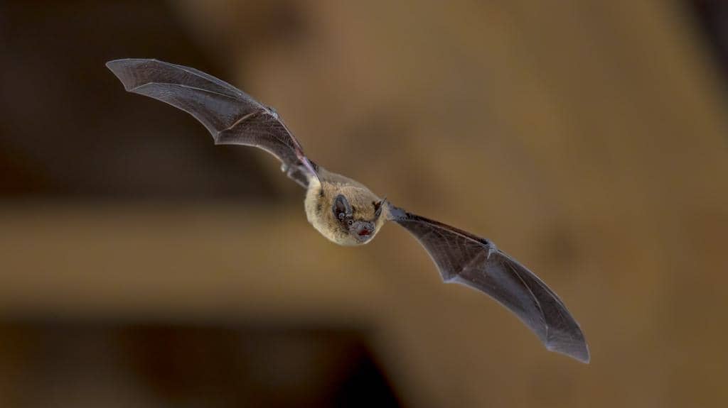 7 Interesting Things You Did not Know About Bat Birth