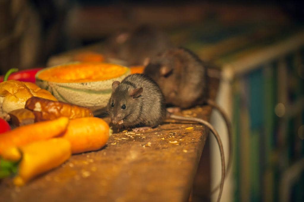 The Best Household Items That Repel Mice