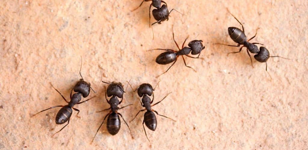 6 Effective Ways To Get Rid Of Ants Overnight