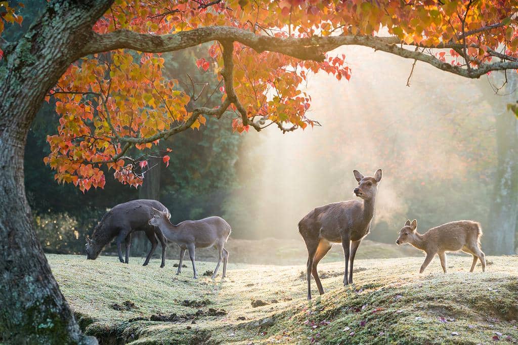  How To Keep Deer Away From Your Trees (7 Simple Tips)