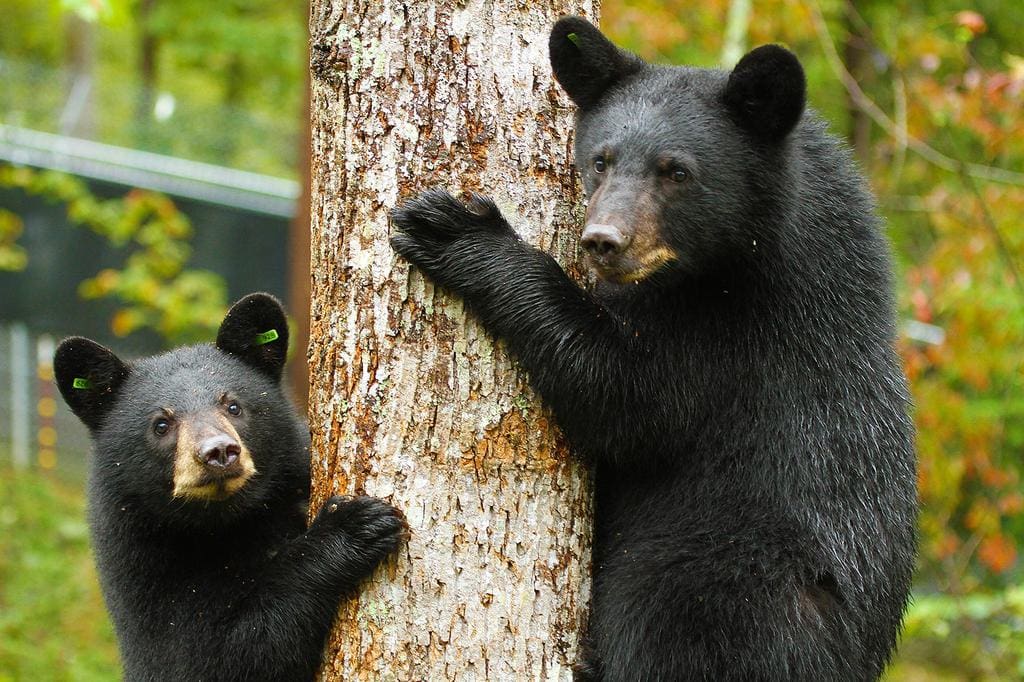 3 Reasons Why Using Bright Lights To Deter A Bear Is A Bad Idea