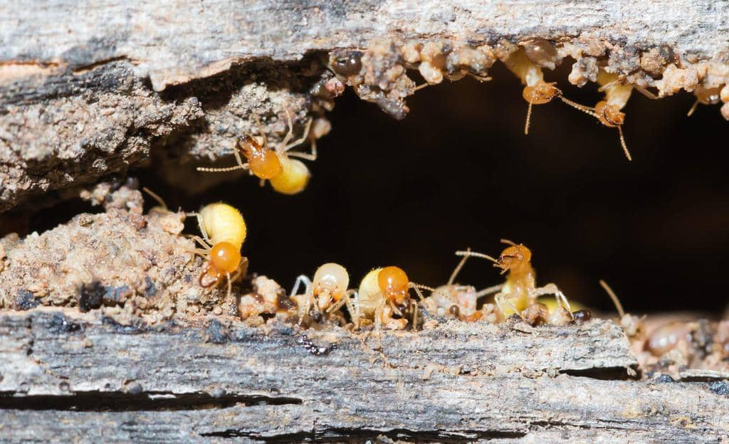 13 Places Where Termites Live (And Why They Never Sleep)