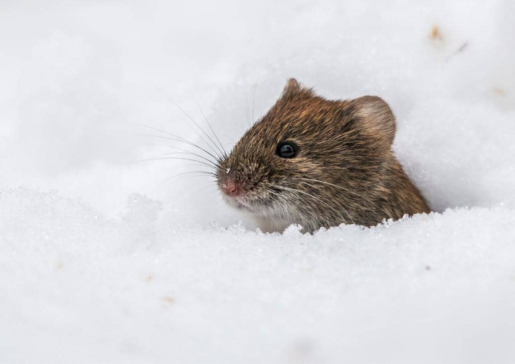 8 Places Rats Go During Winter (And When They Return)
