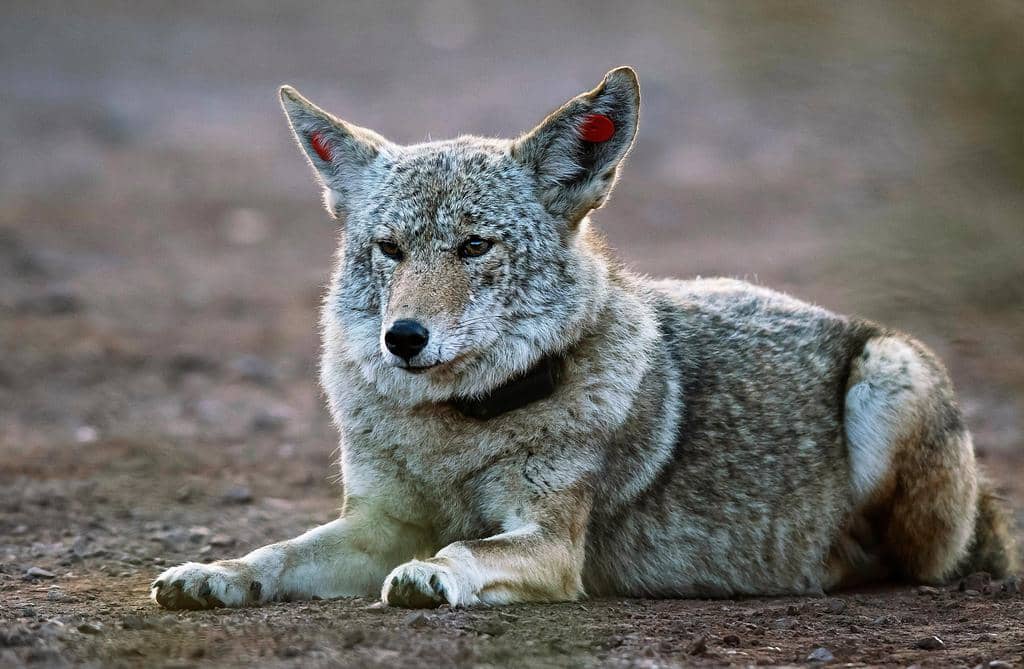 Using Vinegar To Repel Coyotes: A Simple And Natural Solution