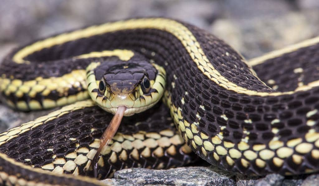 7 Places Snakes Go During Winter (And When They Return)