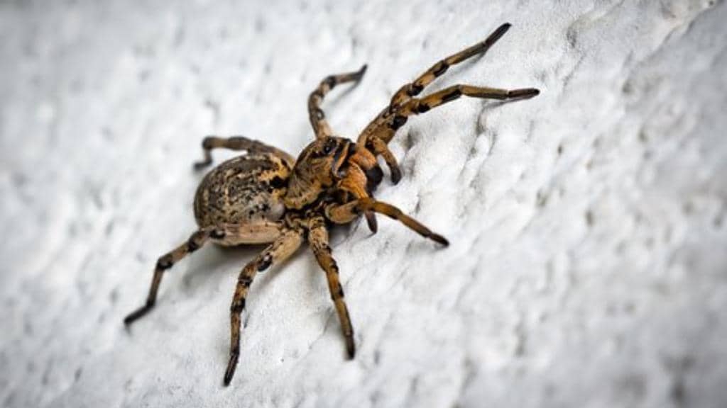 20 Common Places Where Spiders Live In Your Home