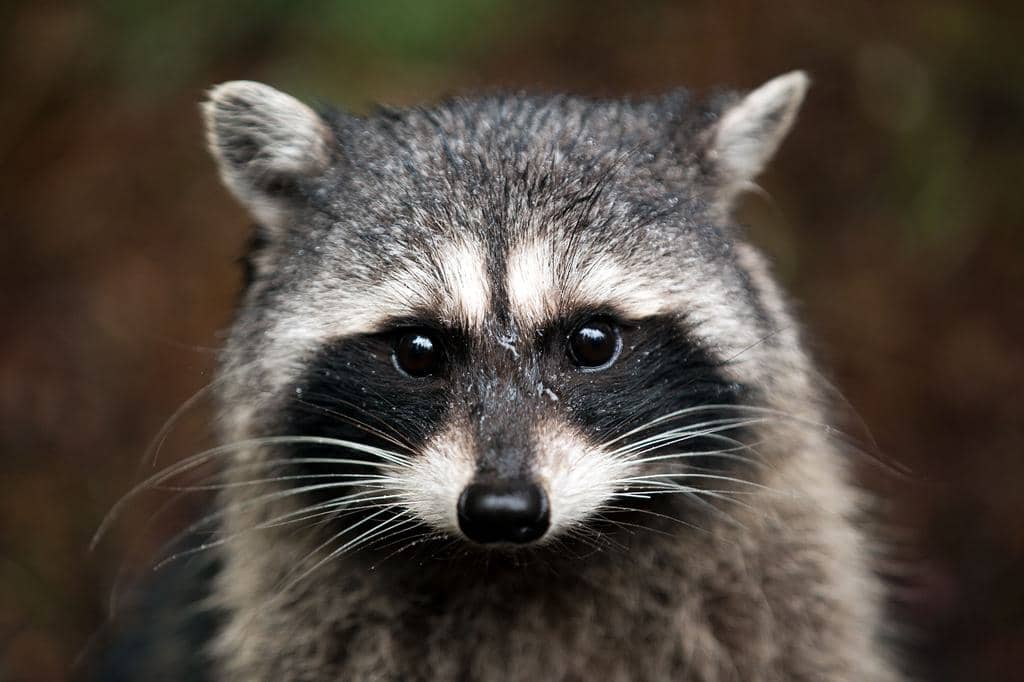 14 Best Raccoon Repellents (And How To Use Them)