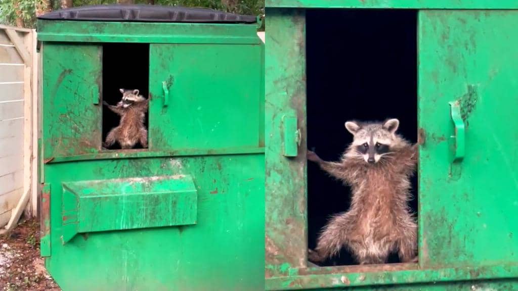How Raccoons Open Doors, Windows And Locks (An In-Depth Look)