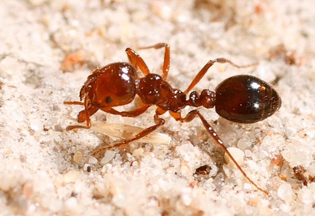 Why Ants Are In Your Room (Even If There Is No Food)