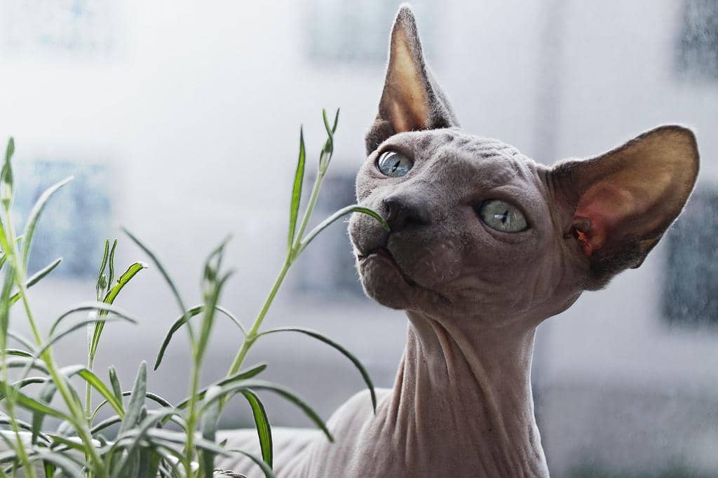 10 Scents That Cats Hate (And How To Use Them)