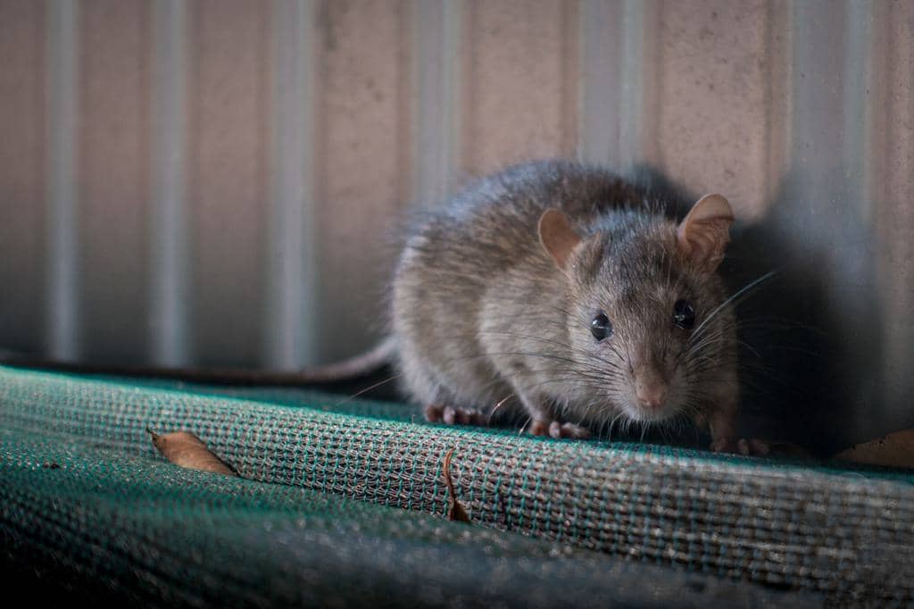4 Ways To Naturally Keep Mice Away From Your Insulation