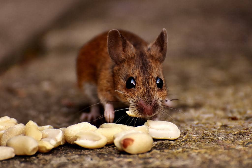 How To Naturally Keep Mice From Eating Your Plant