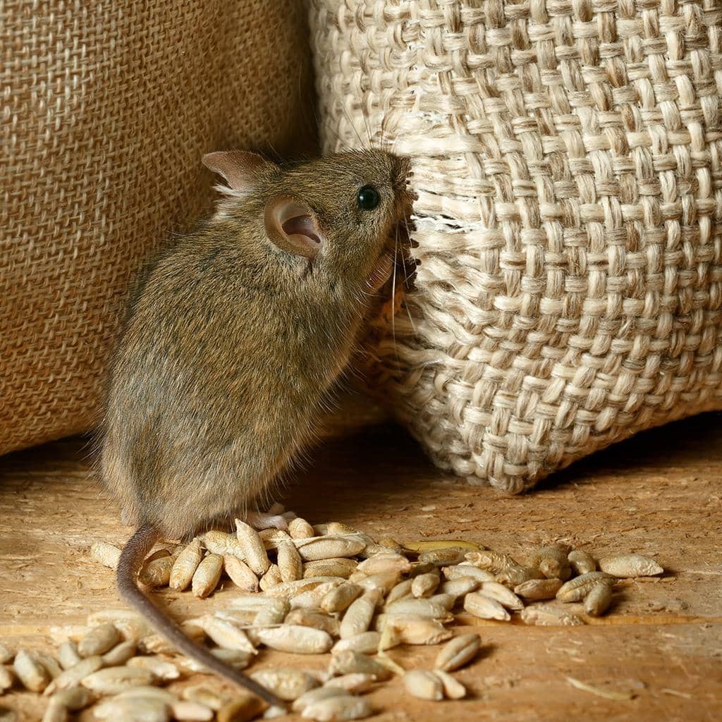 How To Stop Mice From Chewing Through Plastic Containers