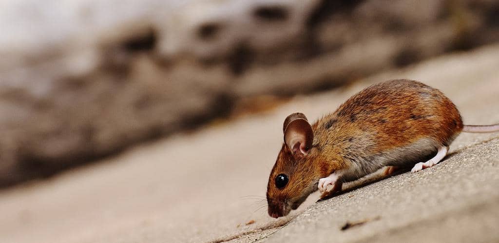 3 Ways To Use Food Storage To Keep Mice Out (And How To Do It!)