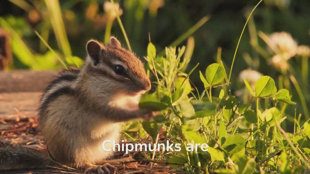 9 Natural Predators That Eat Chipmunks
