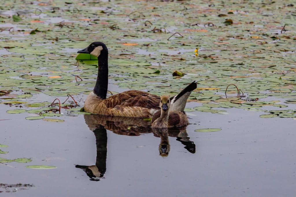 3 Simple Tricks To Keep Geese Away From Your Pond For Good