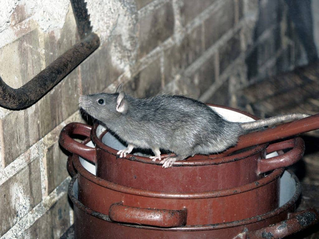 6 Things To Do If You Find A Rat In Your House