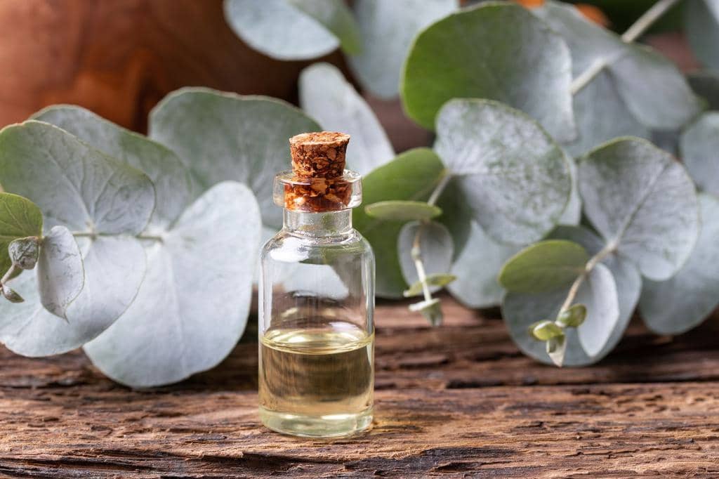 How To Use Eucalyptus Oil To Keep Mice Out Of Your Car