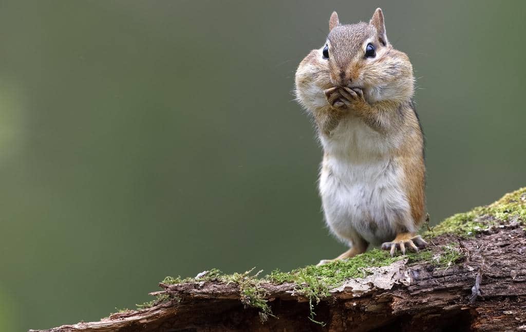 6 Easy Tips For Removing Chipmunks From Your Garage