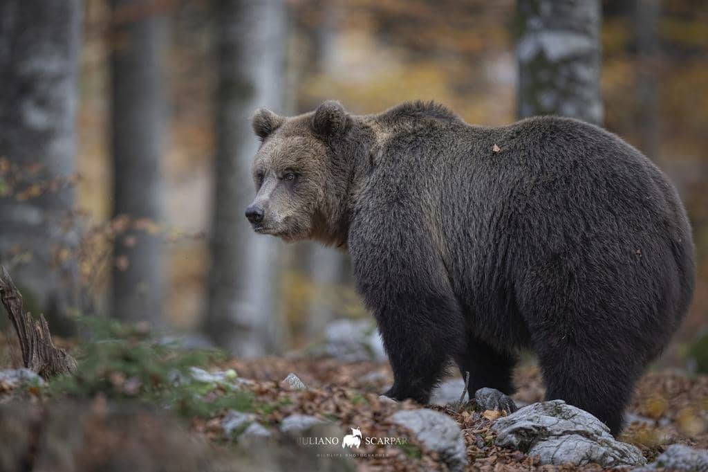 Will Essential Oils Deter Bears? 3 Things You Should Know