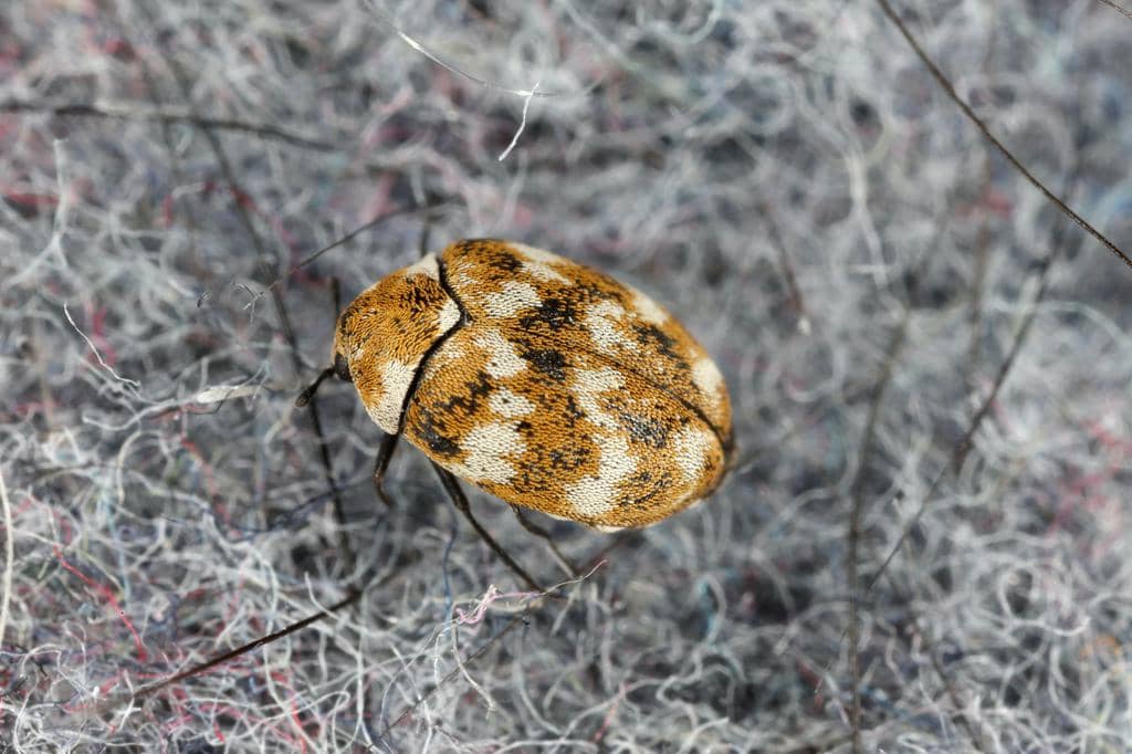 8 Things That Attract Carpet Beetles To Your Home