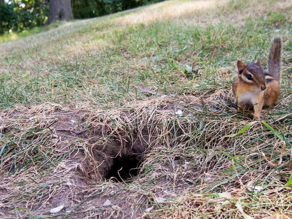 5 Best Ways To Fill Chipmunk Holes For Good