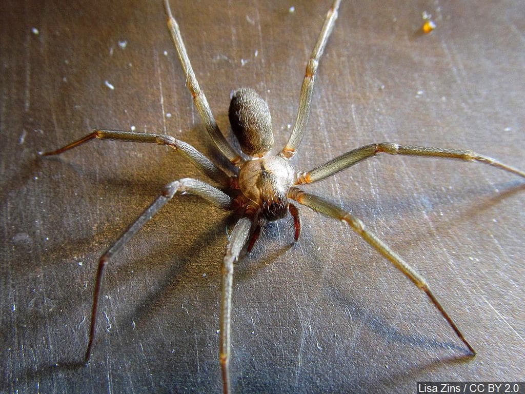 11 Ways To Keep Spiders Out Of Your Shower And Bathroom